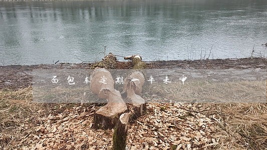 面包车逾期一年未审 面包车逾期一年未审