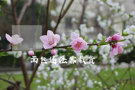面包违法客载货 面包违法客载货