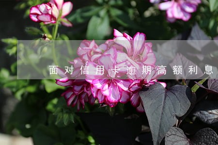 面对信用卡逾期高额利息怎么办 面对信用卡逾期高额利息怎么办