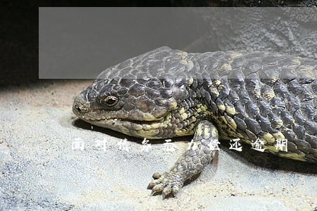 面对债务无力偿还逾期 面对债务无力偿还逾期