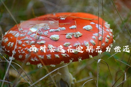 面对安逸花逾期无力偿还怎么办 面对安逸花逾期无力偿还怎么办