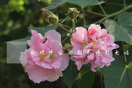 面对平安逾期不停打电话 面对平安逾期不停打电话