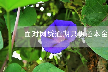 面对网贷逾期只想还本金如何处理 面对网贷逾期只想还本金如何处理