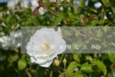 面对账单逾期怎么办 面对账单逾期怎么办