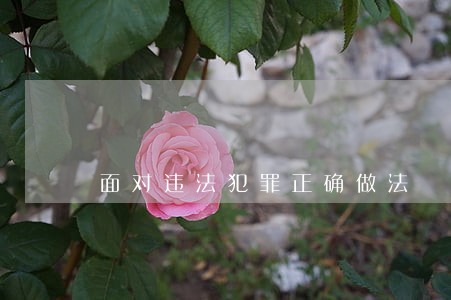 面对违法犯罪正确做法 面对违法犯罪正确做法