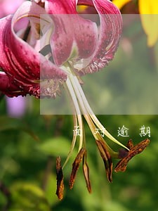 面对逾期想请律师帮忙也不行吗 面对逾期想请律师帮忙也不行吗