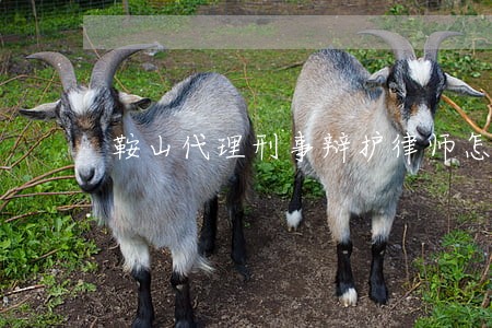 鞍山代理刑事辩护律师怎么委托