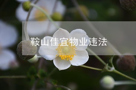 鞍山佳宜物业违法