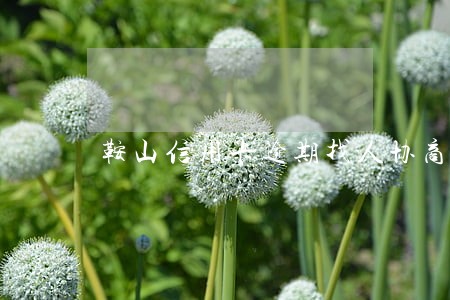 鞍山信用卡逾期找人协商怎么收费