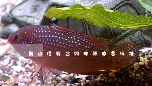 鞍山债务合同律师收费标准 鞍山债务合同律师收费标准