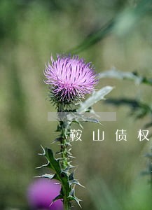 鞍山债权债务律师联系方式 鞍山债权债务律师联系方式