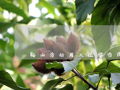 鞍山劳动用工法律咨询 鞍山劳动用工法律咨询