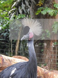 鞍山市专业的刑事律师哪个好 鞍山市专业的刑事律师哪个好