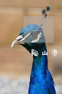 鞍山市刑事官司律师哪个好 鞍山市刑事官司律师哪个好