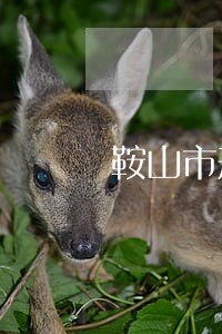 鞍山市刑案律师法律咨询 鞍山市刑案律师法律咨询