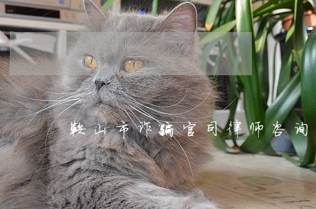 鞍山市诈骗官司律师咨询专线 鞍山市诈骗官司律师咨询专线