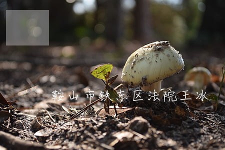 鞍山市铁东区法院王冰 鞍山市铁东区法院王冰