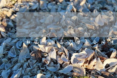 鞍山市铁西区债务合同律师 鞍山市铁西区债务合同律师