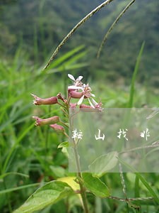 鞍山找非法经营罪律师推荐 鞍山找非法经营罪律师推荐