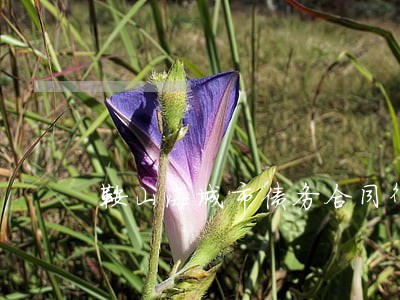 鞍山海城市债务合同律师 鞍山海城市债务合同律师