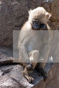 鞍山请债务律师排行