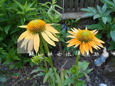 鞍山铁西法律援助在哪 鞍山铁西法律援助在哪