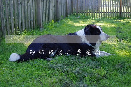 鞍钢银行汇票逾期 鞍钢银行汇票逾期