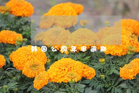 韩国公司年审逾期 韩国公司年审逾期