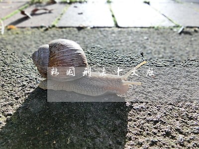 韩国刑法中文版 韩国刑法中文版