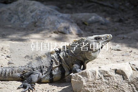 韩国法律学者中国 韩国法律学者中国