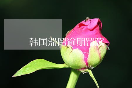 韩国滞留逾期罚款