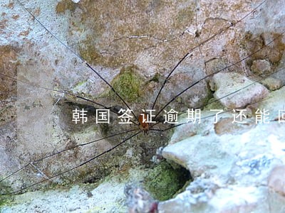 韩国签证逾期了还能回国吗 韩国签证逾期了还能回国吗