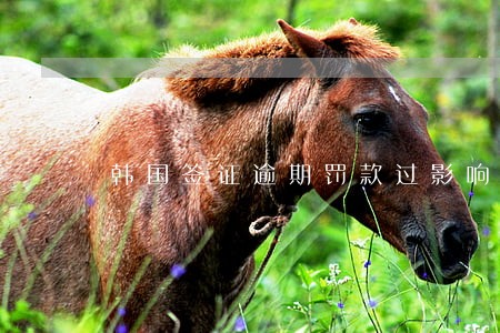 韩国签证逾期罚款过影响再去吗 韩国签证逾期罚款过影响再去吗