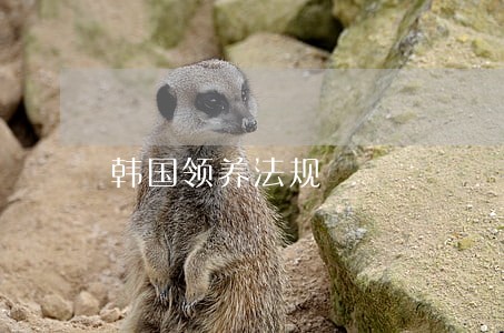 韩国领养法规 韩国领养法规