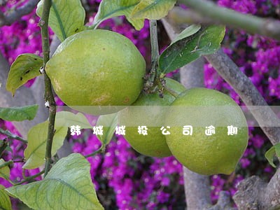 韩城城投公司逾期 韩城城投公司逾期