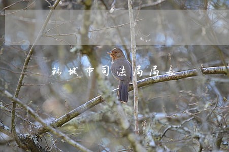 韩城市司法局局长 韩城市司法局局长