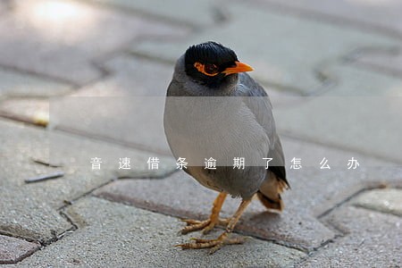 音速借条逾期了怎么办 音速借条逾期了怎么办