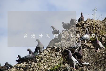音速分期逾期几年消除 音速分期逾期几年消除