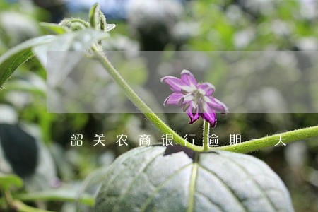 韶关农商银行逾期一天 韶关农商银行逾期一天