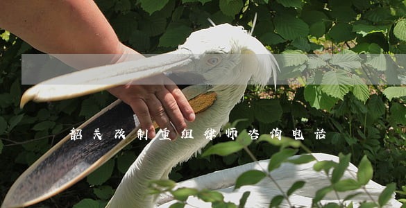 韶关改制重组律师咨询电话 韶关改制重组律师咨询电话