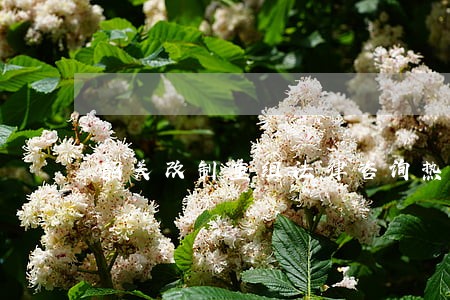韶关改制重组法律咨询热线 韶关改制重组法律咨询热线