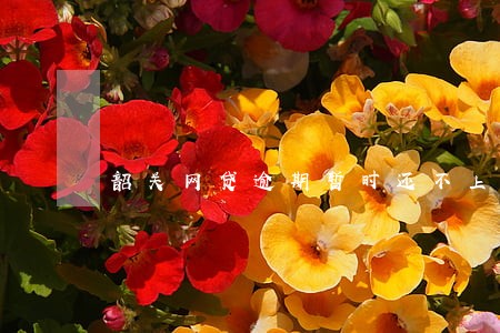 韶关网贷逾期暂时还不上怎么办 韶关网贷逾期暂时还不上怎么办