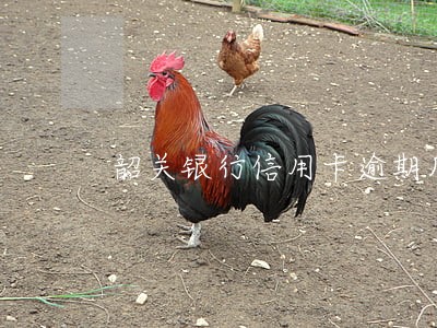 韶关银行信用卡逾期几分