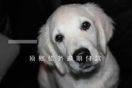 顶账债务逾期付款