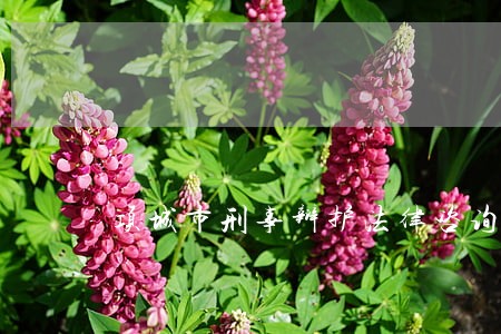 项城市刑事辩护法律咨询