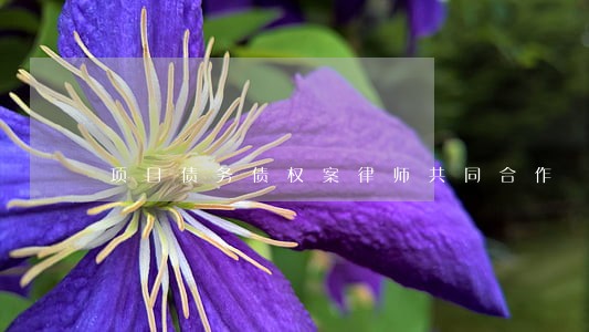 项目债务债权案律师共同合作 项目债务债权案律师共同合作