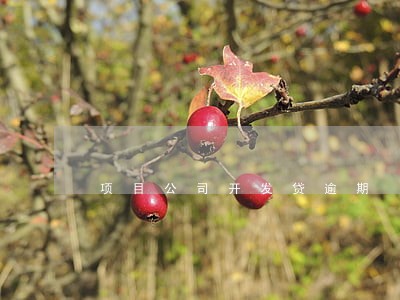 项目公司开发贷逾期 项目公司开发贷逾期