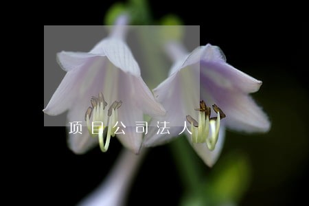 项目公司法人 项目公司法人