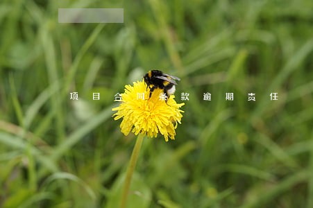 项目合同条款逾期责任 项目合同条款逾期责任