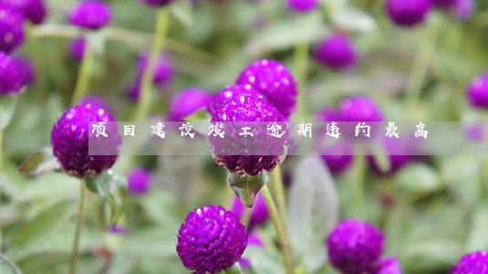 项目建设竣工逾期违约最高 项目建设竣工逾期违约最高
